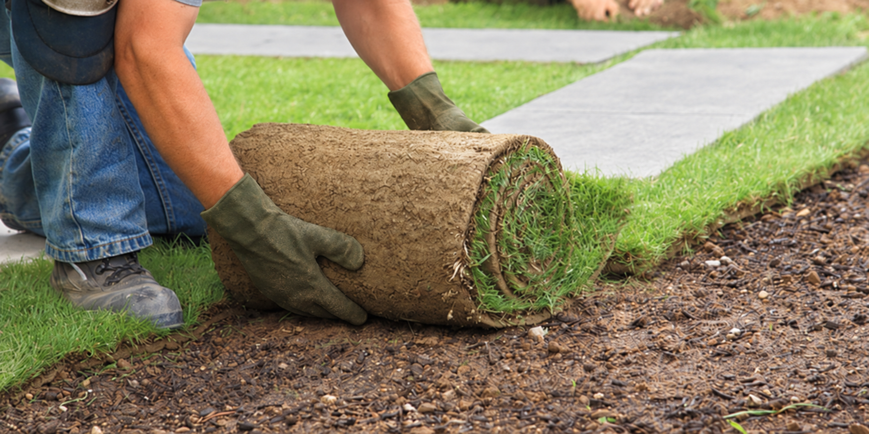 Gardener laying fresh turf on carefully prepared ground